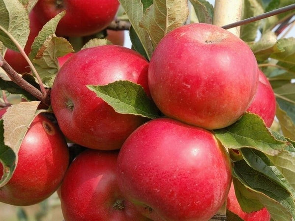 obelis idared obelu sodinukai vaismedziai