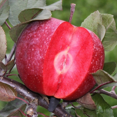 Obelis Marisa (Žieminė)