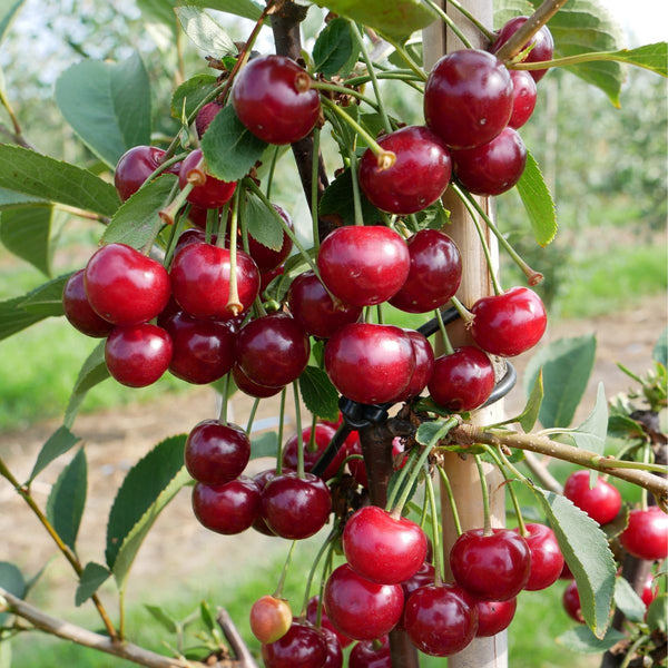 Vyšnia Nana (Vėlyva)