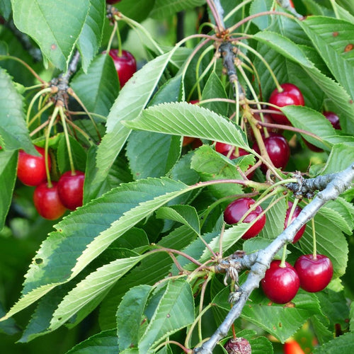 Vyšnia Nefris (Vidutinio ankstyvumo)