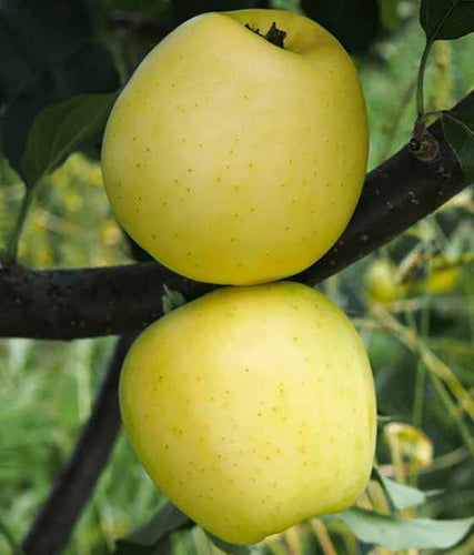 Obelis Ananasinis (rudeninė)