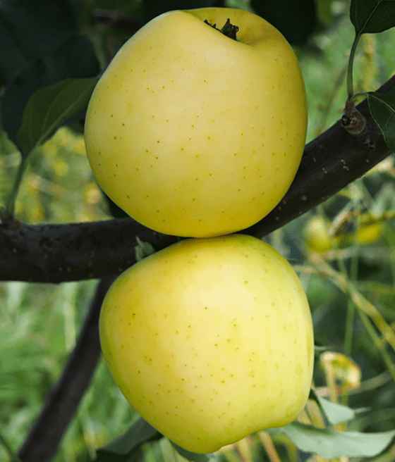 Obelis Ananasinis (rudeninė)