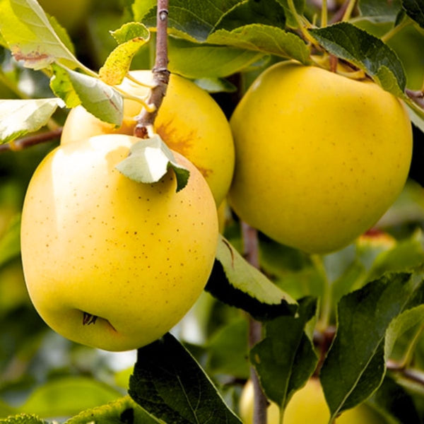 Obelis Golden Delicious (Žieminė)