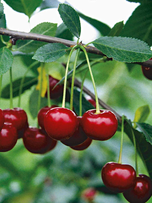 vysnia panda vysniu sodinukai vaismedziai